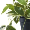 Plante artificielle hoya carnosa en pot