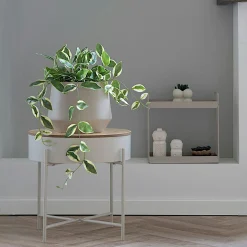 Plante artificielle hoya carnosa en pot